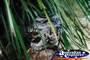 Tawny Frogmouth . . . CLICK TO ENLARGE
