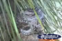 Tawny Frogmouth . . . CLICK TO ENLARGE