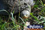 Turtle in the Wild . . . CLICK TO ENLARGE