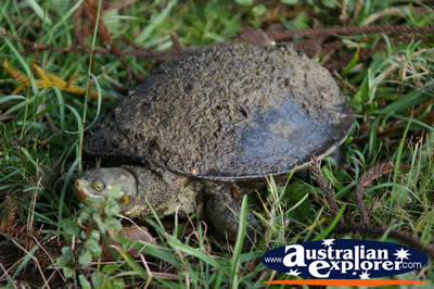 Large Turtle . . . CLICK TO VIEW ALL TURTLES POSTCARDS