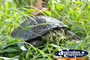 Wild Turtle . . . CLICK TO ENLARGE