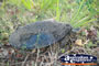 Dirty Turtle . . . CLICK TO ENLARGE