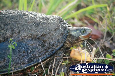 Close Up of Turtle . . . VIEW ALL TURTLES PHOTOGRAPHS