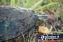 Close Up of Turtle . . . CLICK TO ENLARGE