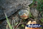 Face Shot of Turtle . . . CLICK TO ENLARGE