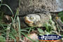 Side on Turtle . . . CLICK TO ENLARGE