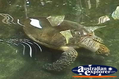 Turtle Marineland Melanesia . . . VIEW ALL TURTLES PHOTOGRAPHS