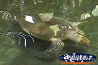 Turtle Marineland Melanesia . . . CLICK TO ENLARGE