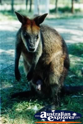 Wallaby . . . CLICK TO VIEW ALL WALLAROOS POSTCARDS
