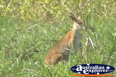 Wallaby in Grass . . . CLICK TO VIEW ALL WALLAROOS POSTCARDS