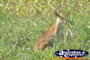 Wallaby . . . CLICK TO ENLARGE