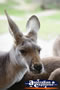 Wallaby Face Shot . . . CLICK TO ENLARGE