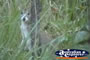 Wallaroo . . . CLICK TO ENLARGE