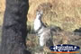 Wallaroo . . . CLICK TO ENLARGE