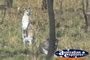 Wallaroo . . . CLICK TO ENLARGE