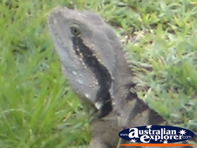 Water Dragon Close Up . . . CLICK TO VIEW ALL WATER MONITORS POSTCARDS