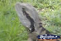 Water Dragon . . . CLICK TO ENLARGE