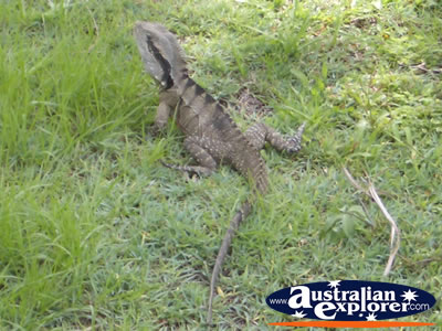 Water Dragon . . . VIEW ALL WATER MONITORS PHOTOGRAPHS