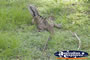 Water Dragon . . . CLICK TO ENLARGE
