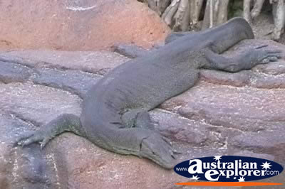 Water Monitor . . . CLICK TO VIEW ALL WATER MONITORS POSTCARDS