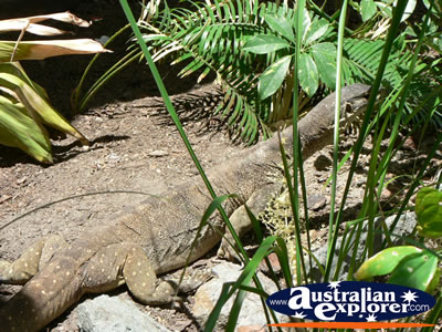 Water Monitor in the garden . . . CLICK TO VIEW ALL WATER MONITORS POSTCARDS