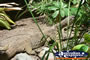 Water Monitor in the garden . . . CLICK TO ENLARGE