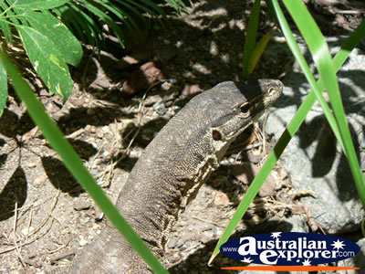Water Monitor Closeup . . . CLICK TO VIEW ALL WATER MONITORS POSTCARDS