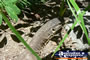 Water Monitor Closeup . . . CLICK TO ENLARGE