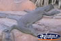 Water Monitor . . . CLICK TO ENLARGE