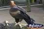 Wedge Tailed Eagle . . . CLICK TO ENLARGE