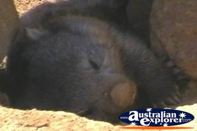 Wombat Sleeping . . . VIEW ALL WOMBATS PHOTOGRAPHS