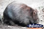 Wombat . . . CLICK TO ENLARGE