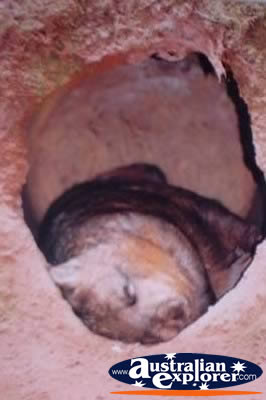 Wombat . . . VIEW ALL WOMBATS PHOTOGRAPHS