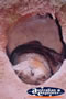 Wombat . . . CLICK TO ENLARGE