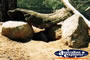 Wombat . . . CLICK TO ENLARGE