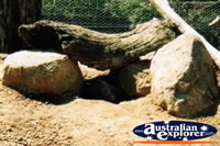 Wombat under Log . . . CLICK TO ENLARGE
