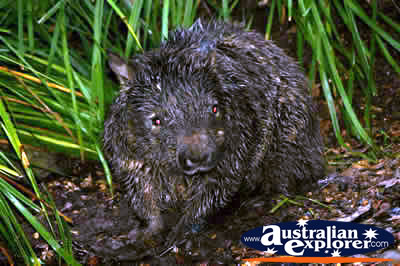 Wombat in Wilderness . . . VIEW ALL WOMBATS PHOTOGRAPHS