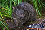 Wombat . . . CLICK TO ENLARGE