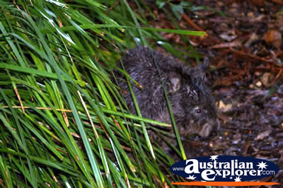 Young Wombat . . . CLICK TO VIEW ALL WOMBATS POSTCARDS