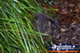 Young Wombat . . . CLICK TO ENLARGE
