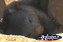 Wombat . . . CLICK TO ENLARGE