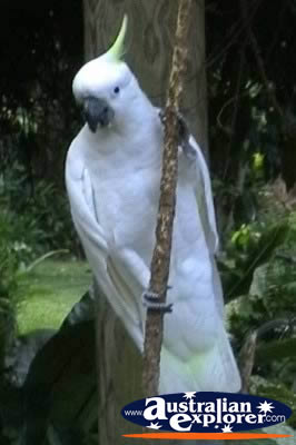 Yellow Crested White Cockatoo on Branch . . . CLICK TO VIEW ALL COCKATOOS POSTCARDS