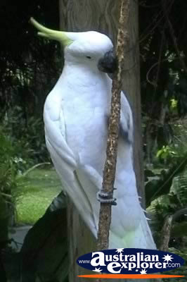 Yellow Crested White Cockatoo . . . CLICK TO VIEW ALL COCKATOOS POSTCARDS