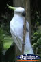 Yellow Crested White Cockatoo . . . CLICK TO ENLARGE