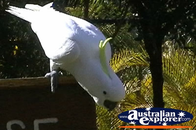 Yellow Crested White Cockatoo Perched On a Sign . . . CLICK TO VIEW ALL COCKATOOS POSTCARDS