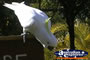 Yellow Crested White Cockatoo . . . CLICK TO ENLARGE