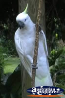 Yellow Crested White Cockatoo on Branch . . . CLICK TO ENLARGE