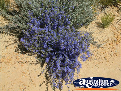 Lavender Wildflowers on Way to Dalwallinu . . . CLICK TO VIEW ALL WILDFLOWERS POSTCARDS