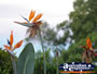 Bird of Paradise in Montville . . . CLICK TO ENLARGE