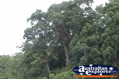 Black Beam Pine . . . VIEW ALL TREES PHOTOGRAPHS